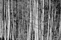 lagermenge holz